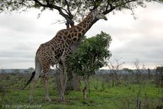 Giraffe (26 von 94).jpg